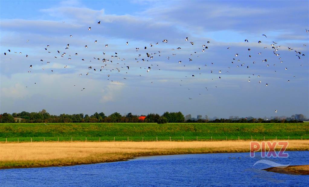 Vogels in Ouwerkerk