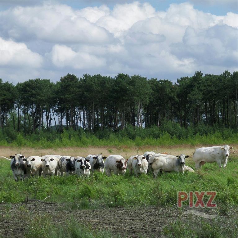 Koeien in Braakman Noord. 