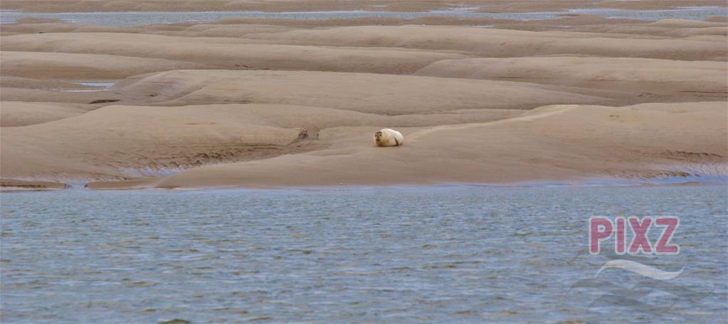 the lonely seal