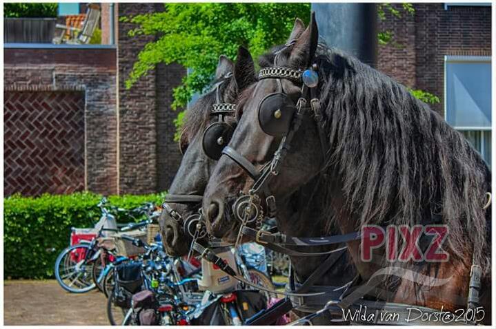 bekende Middelburgse Paarden 