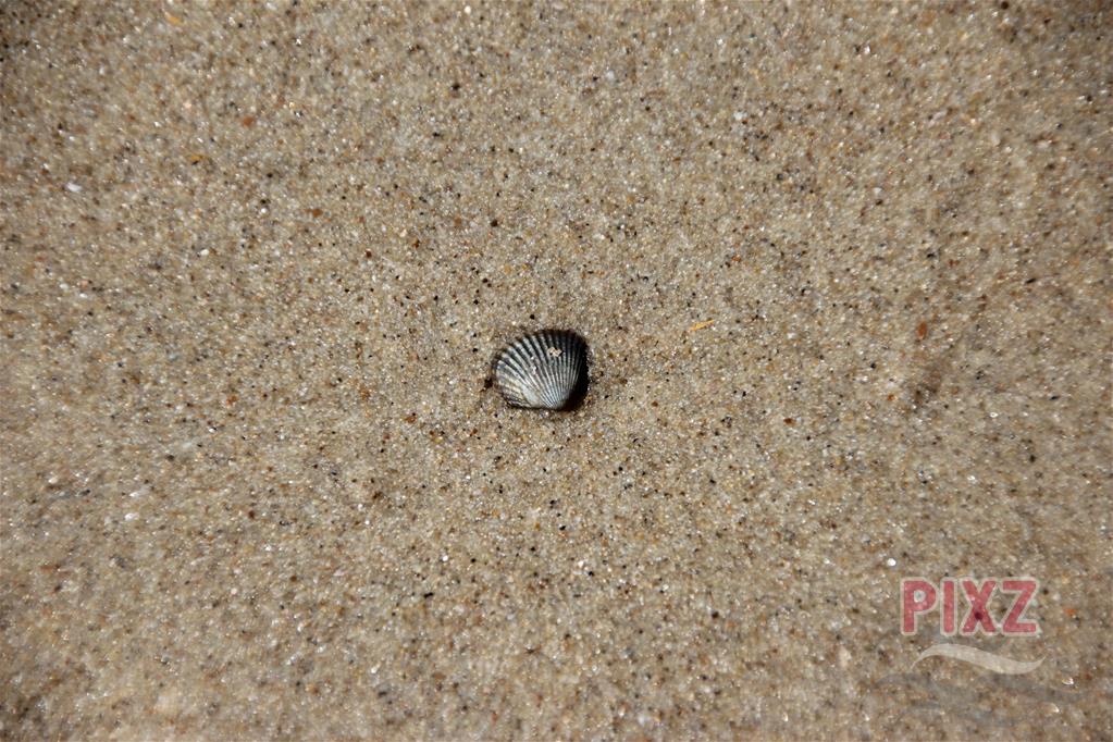 tiny little seashell