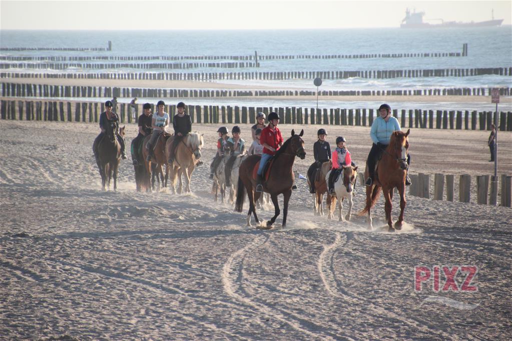 horses group on beach
