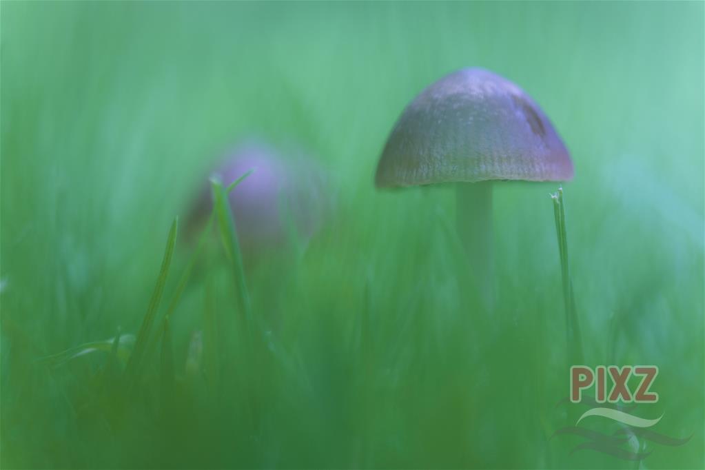 paddenstoeltjes in het gras