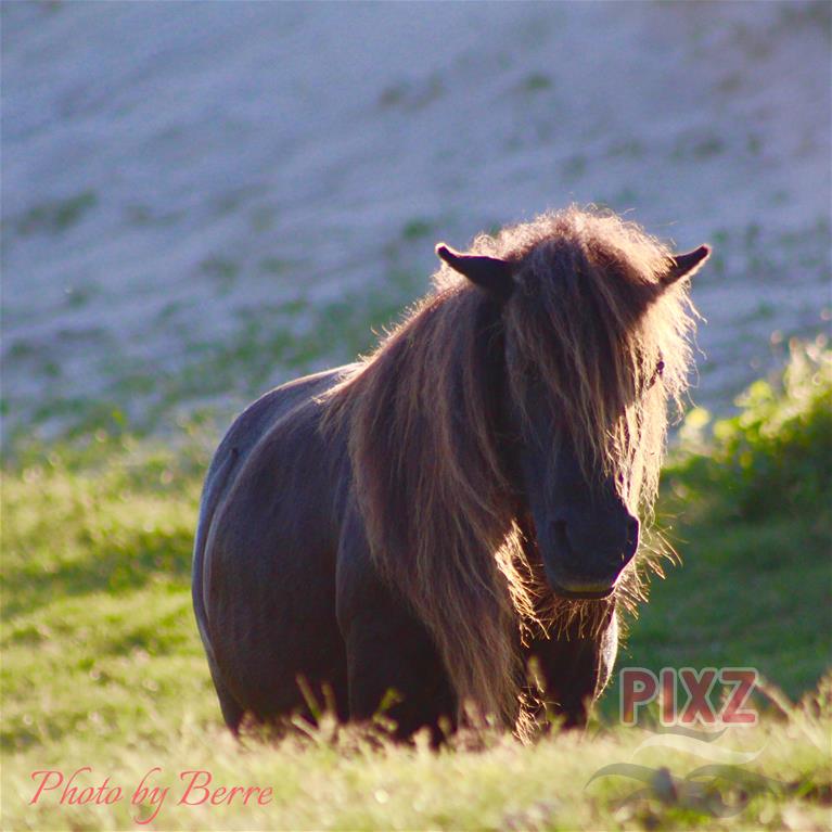 Shetland pony  zeepeduinen