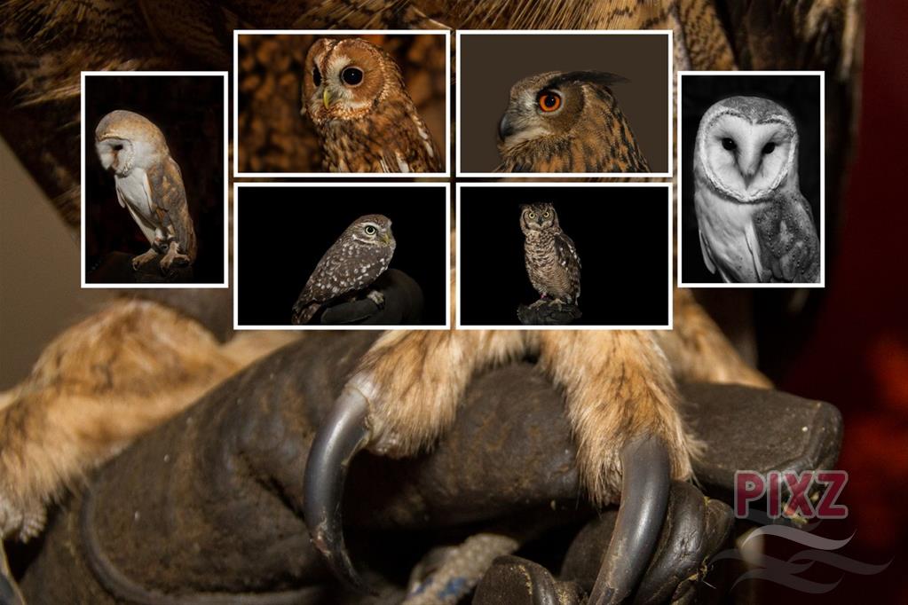 Collage van uilen