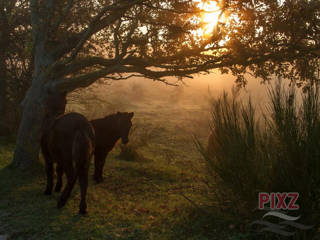 Ponys bij zonsopkomst
