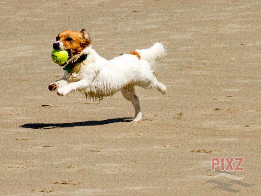 Spelend hondje op het strand