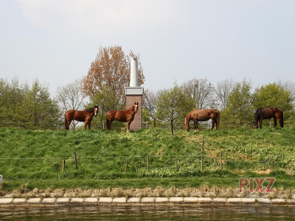 Paarden op een rij