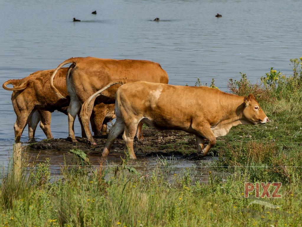 Koeien in natuurgebied