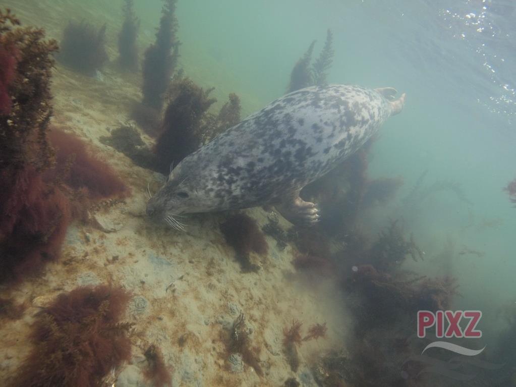 Zeehond onder water