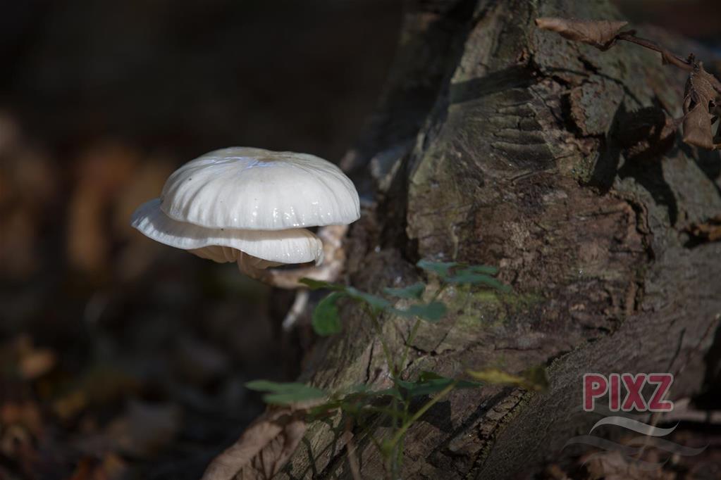 Mooie paddenstoel op boom