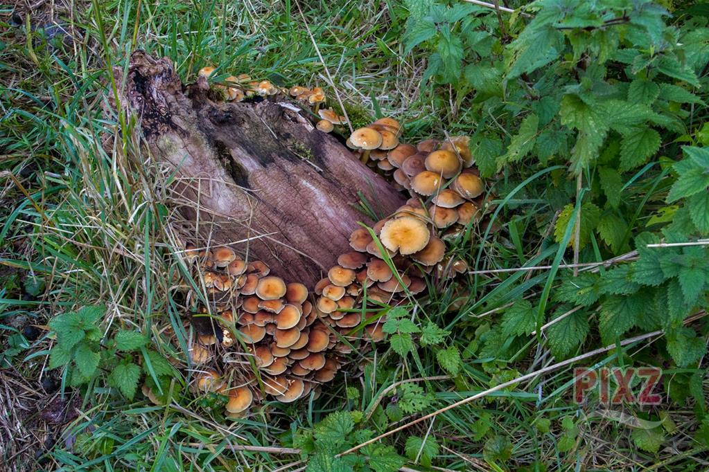 Boomstronk met paddenstoelen