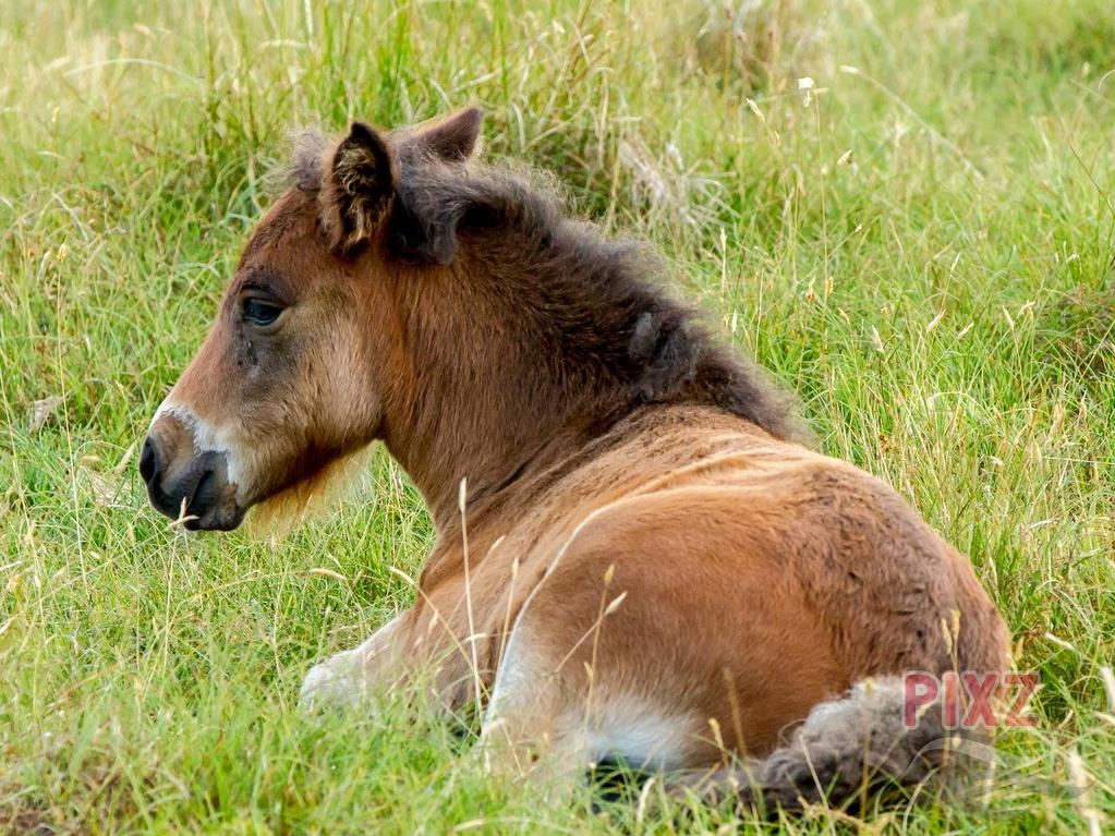 Jonge Shetland pony