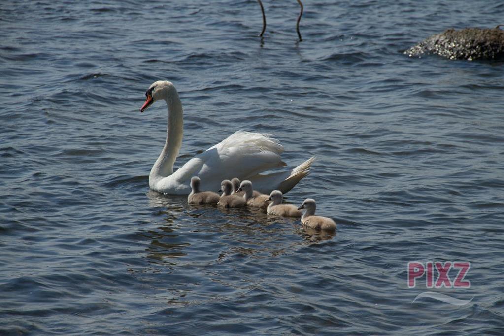 Moeder zwaan met kleintjes