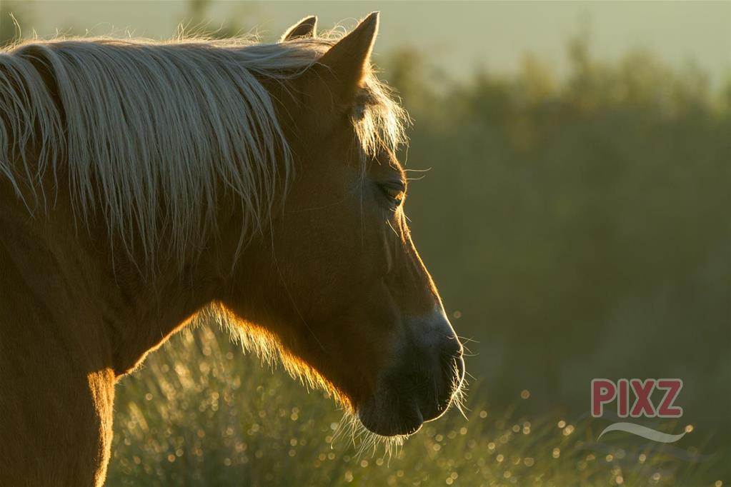Tegenlicht foto Paard
