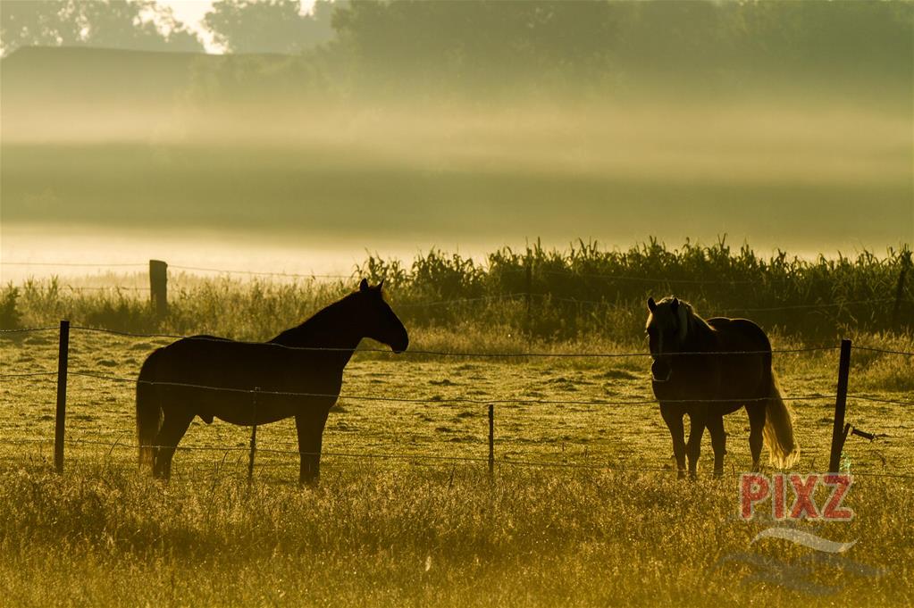Pony's in de vroege morgen