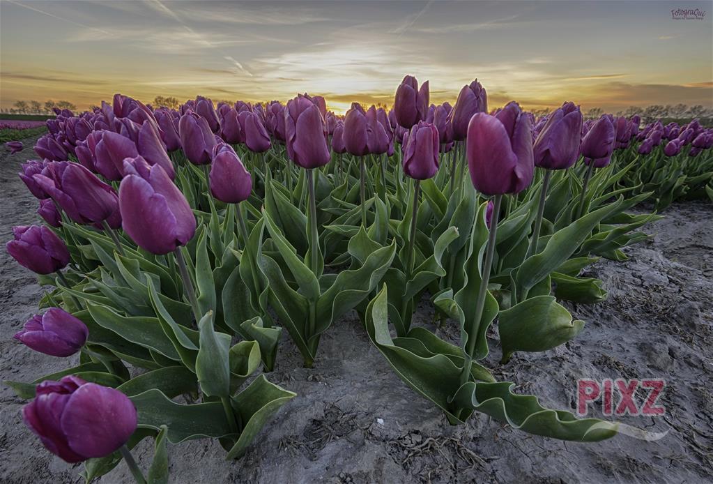 Sunset Tulips