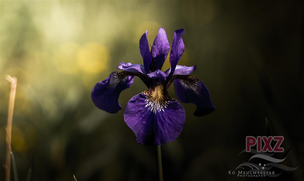 prachtig bloeiende Iris