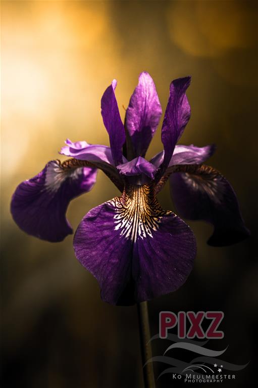 bloeiende Iris