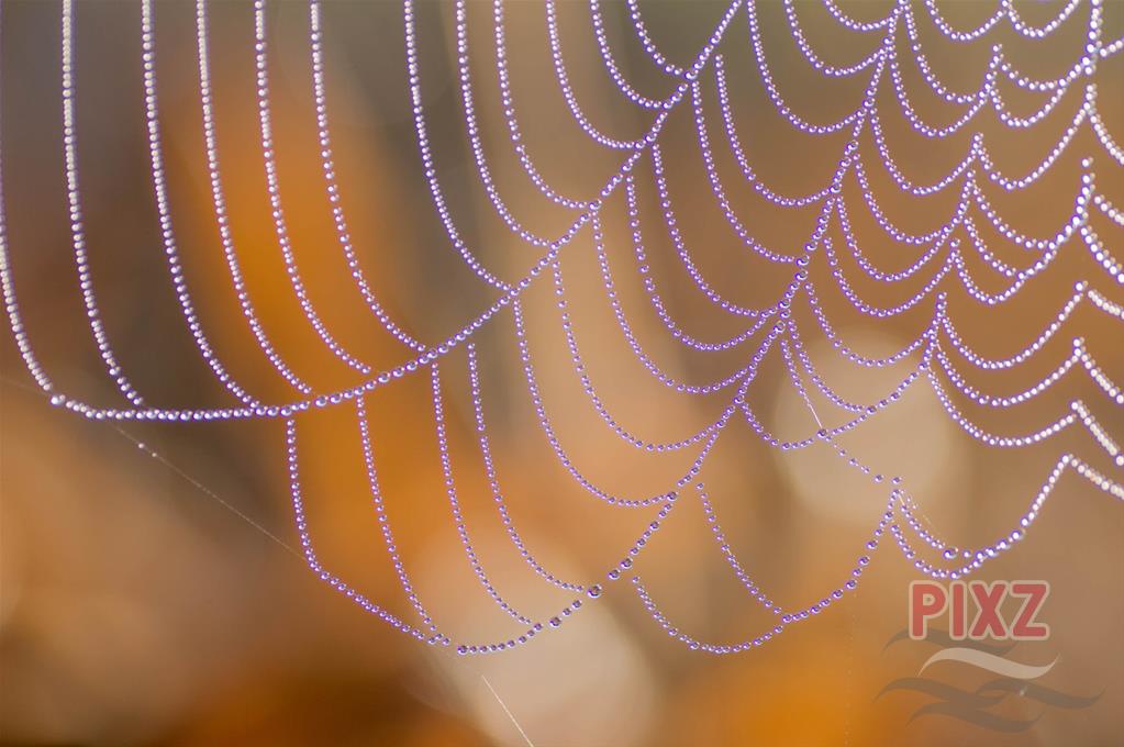 Spinnenweb met dauwdruppels