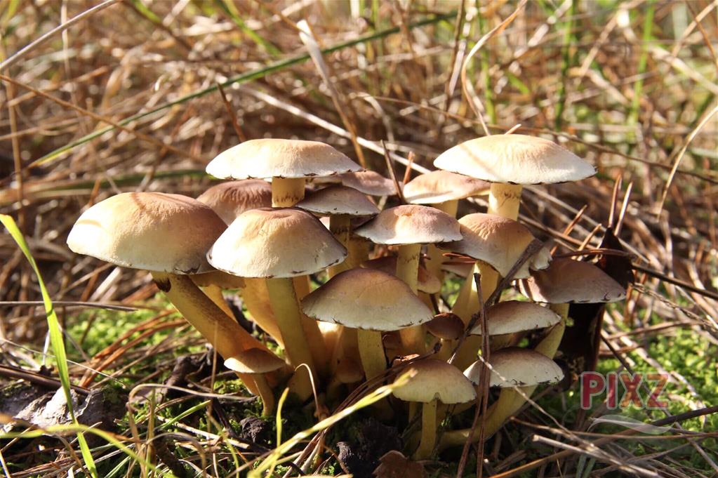 Familie paddenstoel