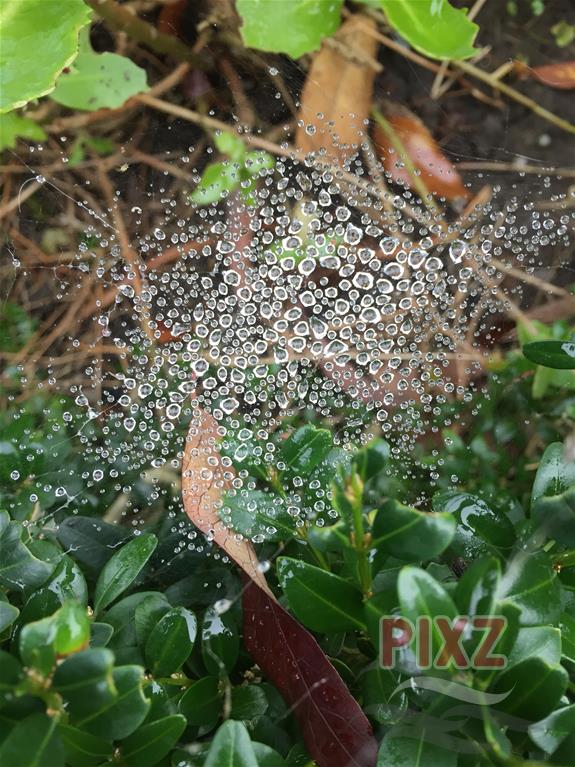 Waterdruppels in een web