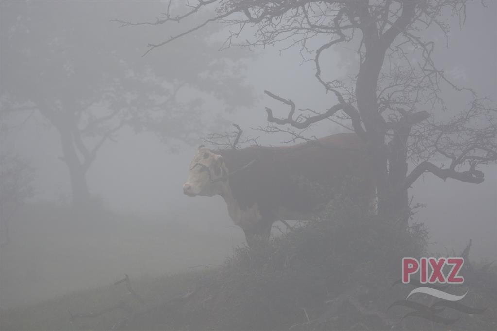 De stier in de mist...