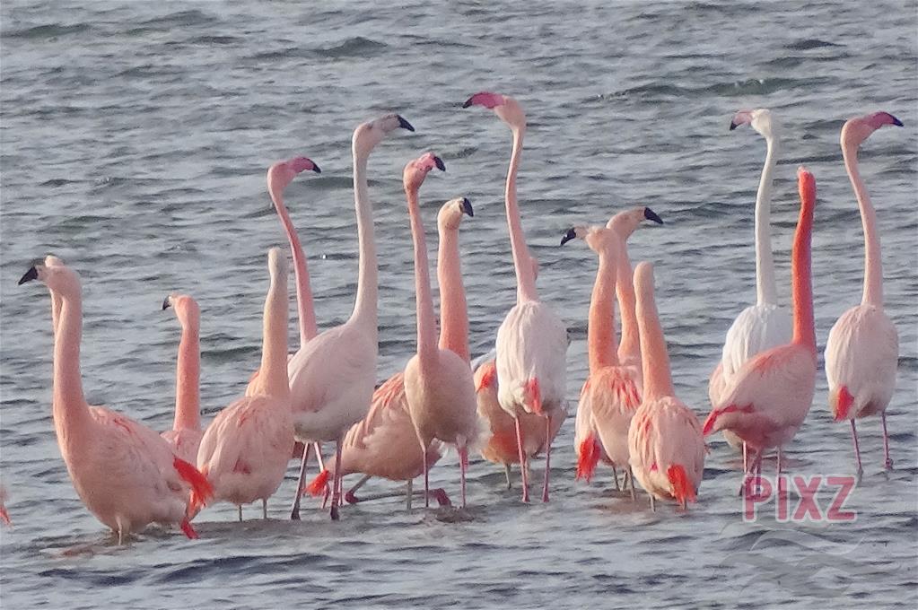 Flamingo's overwinteren