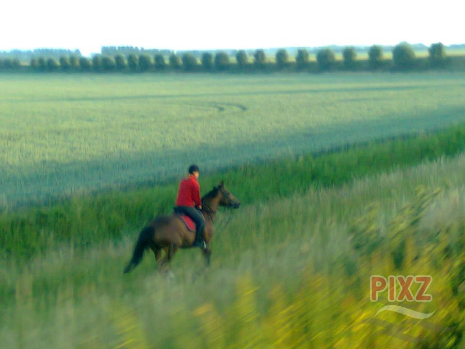 Paardrijden door de polder