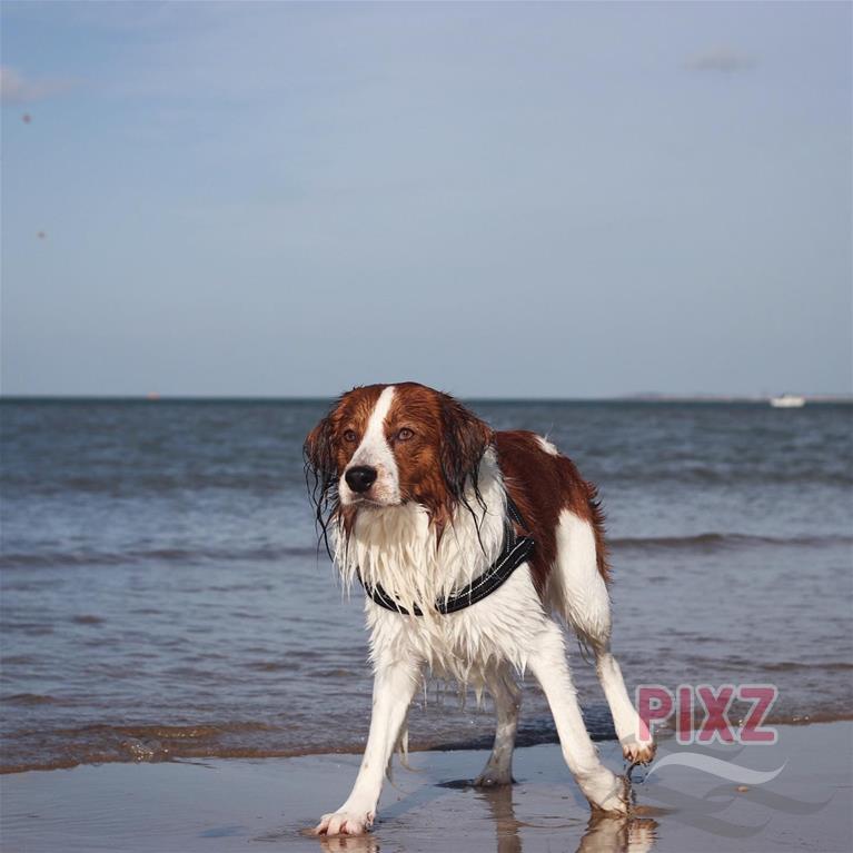 Hondje op het strand 