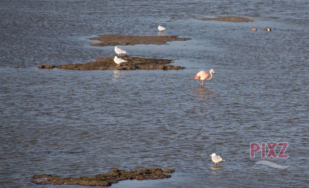 Verdwaalde flamingo