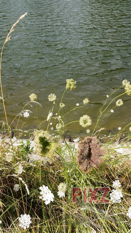 bloemetje aan de waterkant 