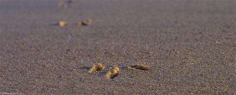 'Footsteps in the sand'