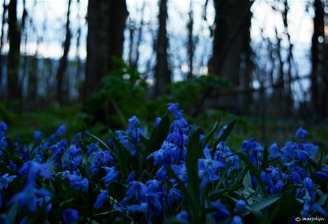 schemering-blauw bos