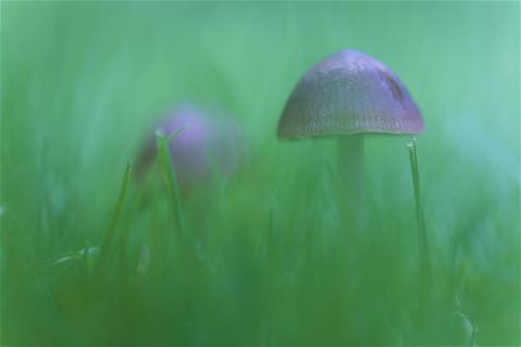 paddenstoeltjes in het gras