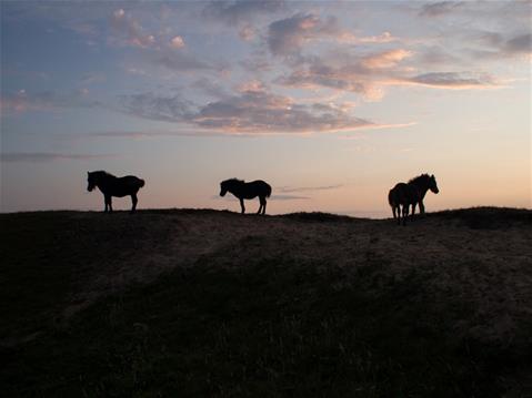Pony's tijdens zonsopkomst