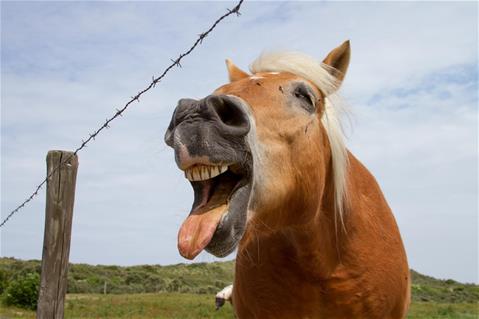 Lachend paard