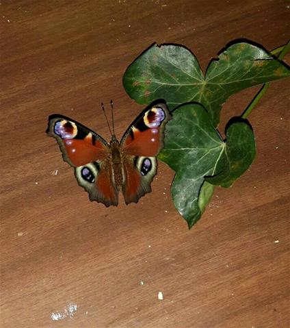 Vroege vlinder 