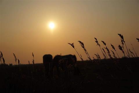 Koeien in de zonsondergang