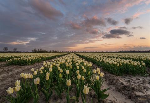 Field of Tulips 2