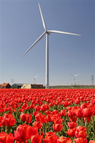 Tulpen en windmolens 