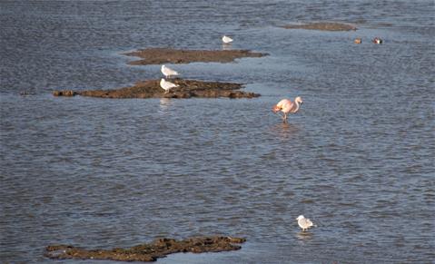 Verdwaalde flamingo