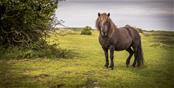 Shetland Pony Oranjezon