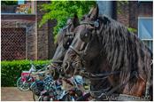 bekende Middelburgse Paarden 