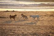 dogs playing on beach