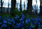 schemering-blauw bos