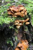 Half vergane paddenstoelen 
