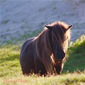Shetland pony  zeepeduinen