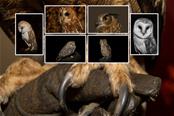 Collage van uilen