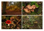 Collage van paddenstoelen